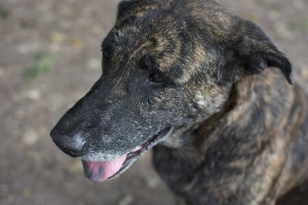 Black dog sitting looking on left.の写真素材