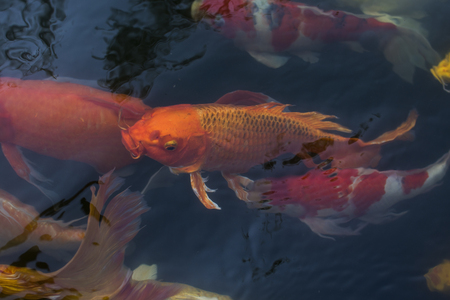 Koi fish, Colorful fancy fish closeup swimming at pond.の写真素材