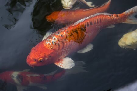 Koi fish, Colorful fancy fish closeup swimming at pond.の写真素材