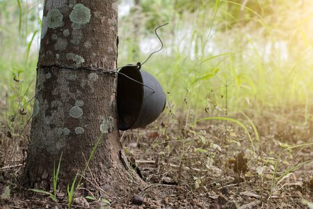 Old rubber plantation, Hevea garden in Thailand.の写真素材