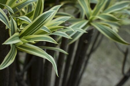 Dracaena green leaves close up for background.の写真素材