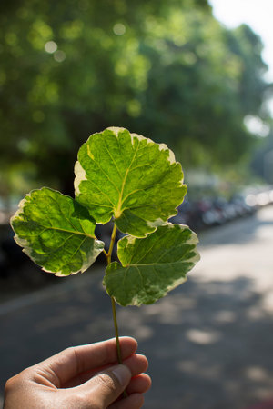 Hand holding green leaf with light background.