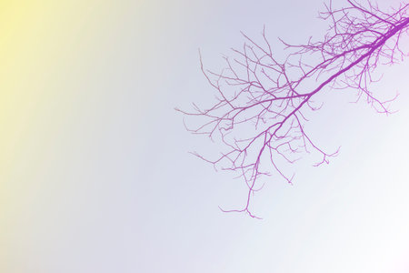 Colorful silhouette of dead trees with the sky in evening.の写真素材