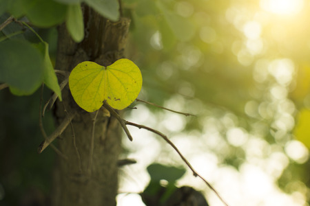 Yellow and Green leaf with light background.の写真素材