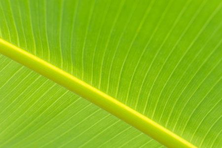 Fresh green banana leaves for background.
