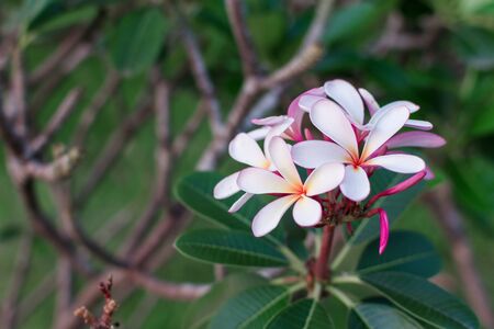 Plumeria flower pink and white frangipani tropical flower.の写真素材