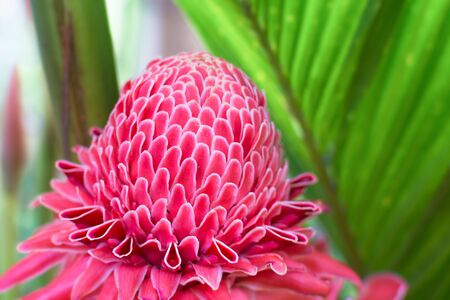 Torch Ginger flower blossom, Flower and nature.の写真素材