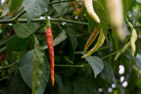 Red  fresh hot chili on tree, closeup focus.の写真素材