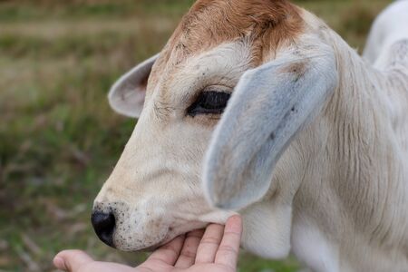 Close up white cow in the field.の写真素材