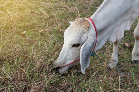 Cow grazing in the fieldの写真素材