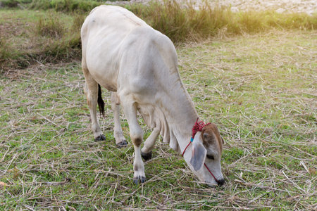 Cow grazing in the fieldの写真素材
