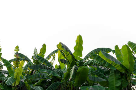 Banana leaves isolated on white background.の写真素材