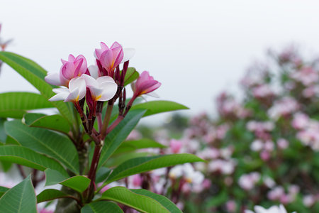 Pink Plumeria with blue sky on the background, Frangipani flowers.の写真素材