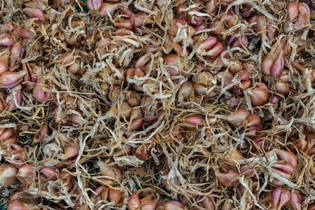 Dry many shallot, top view image.の写真素材