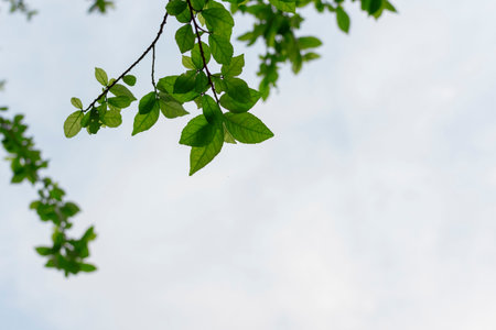 The leaves of the trees and the sky above.