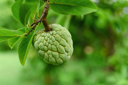 Custard apple branch on treeの写真素材