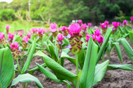 Siam tulip pink flower in forest fieldの写真素材