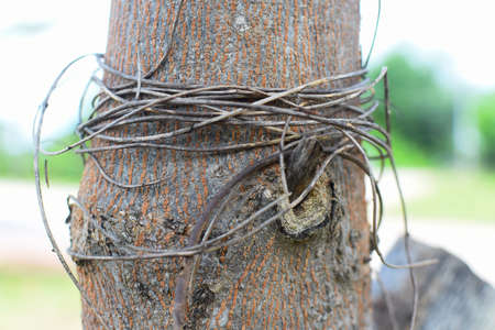 Dried vine that is wrapped around treeの写真素材