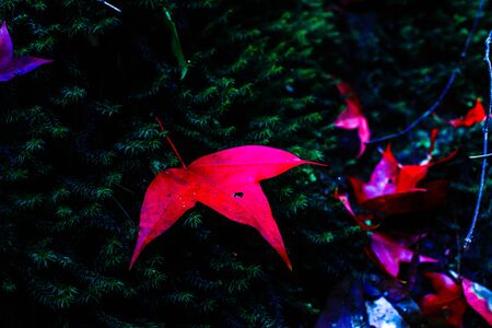 Maple leaf on the green moss in the tropical rainforestの写真素材
