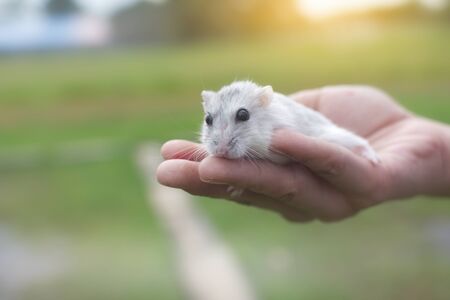 Hamster winter white on handの写真素材