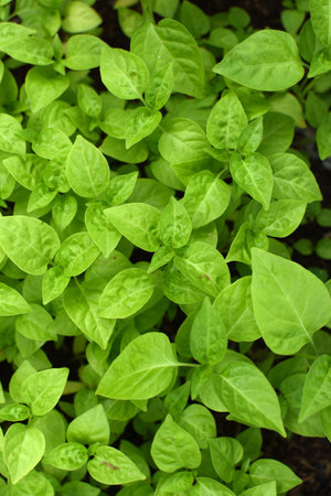 Top view of leaves green little chilli in the garden