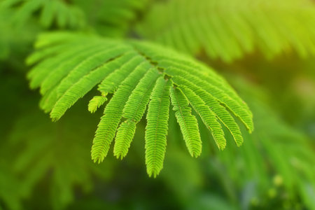 Natural green eco background with leaves.