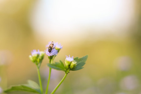 Bee flying around cluster of light purple flowers