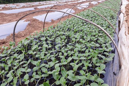 Small watermelon tree growing in garden, farmers use for analysis of the plant.の写真素材