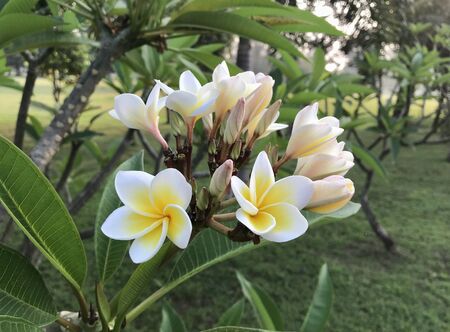 Beautiful white flowers in Thailand, Lan Thom flowersの写真素材