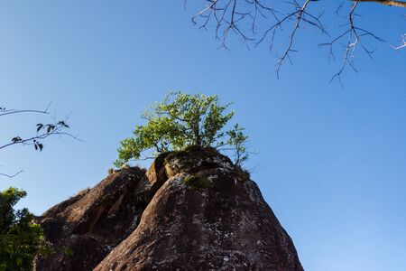 The tree on the top of the hill and the sky backgroundの写真素材
