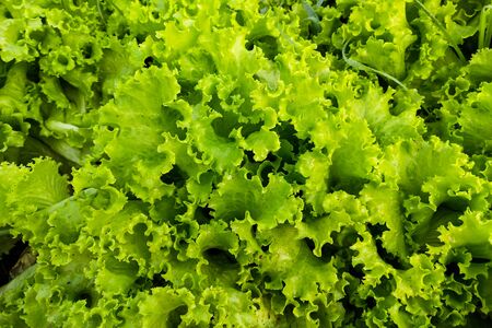 Fresh green salad in garden for backgroundの写真素材