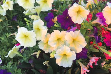 Nature photo is a petunia flower. Plant Petunia flower with blooming pink petals.の写真素材