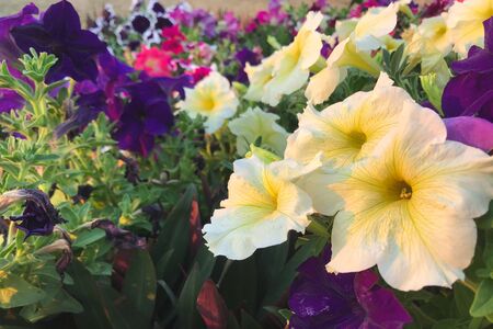 Nature photo is a petunia flower. Plant Petunia flower with blooming pink petals.の写真素材