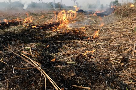 Fire is burning hay in the dry season.の写真素材