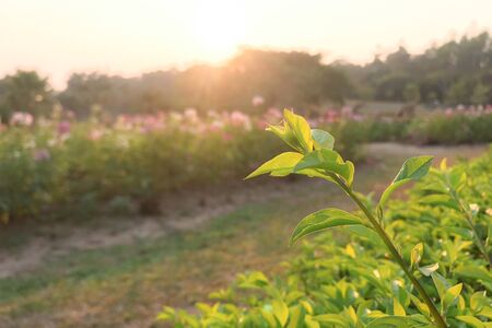 young shoots of a green tree, close-up. Natural spring background of green leaves. Young branches of a young treeの写真素材