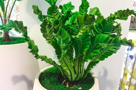 Real monstera leaf in mallの写真素材