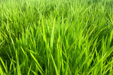 Ruzi grass for feeding animal, Brachiaria ruziziensisの写真素材