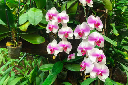 White orchid flower in garden at winter Phalaenopsis orchid.の写真素材