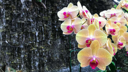 White orchid flower in garden at winter Phalaenopsis orchid.の写真素材
