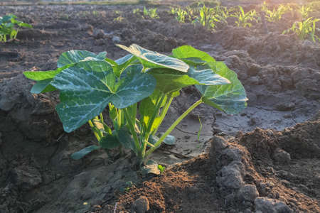 Pumpkin tree growing in the gardenの写真素材