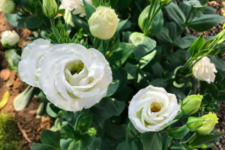 Flowers blooming in the garden in the morningの写真素材
