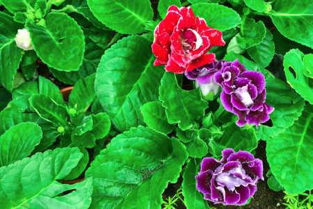 Flowers blooming in the garden in the morningの写真素材