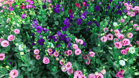 Flowers blooming in the garden in the morning