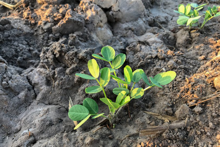 Peanuts are growing in the garden in the morning