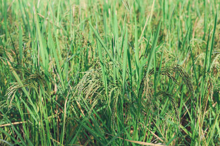 The rice ears that are beginning to turn yellow are looking forward to harvest day.の写真素材
