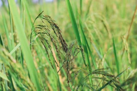 The rice ears that are beginning to turn yellow are looking forward to harvest day.の写真素材
