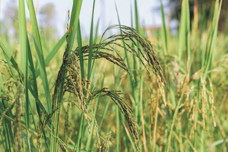 The rice ears that are beginning to turn yellow are looking forward to harvest day.の写真素材