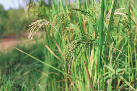 The rice ears that are beginning to turn yellow are looking forward to harvest day.の写真素材