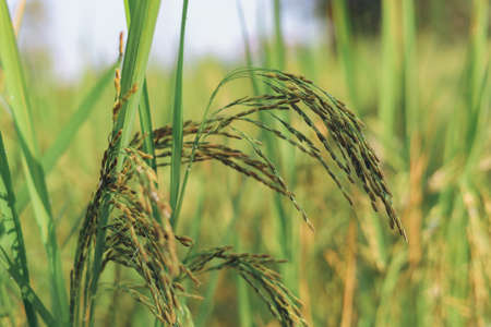 The rice ears that are beginning to turn yellow are looking forward to harvest day.の写真素材