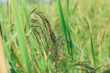 The rice ears that are beginning to turn yellow are looking forward to harvest day.の写真素材